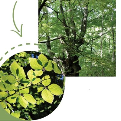 le hetre dans une foret